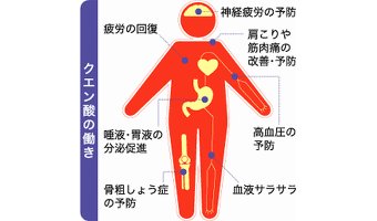 3.なぜクエン酸で疲労回復するのか？